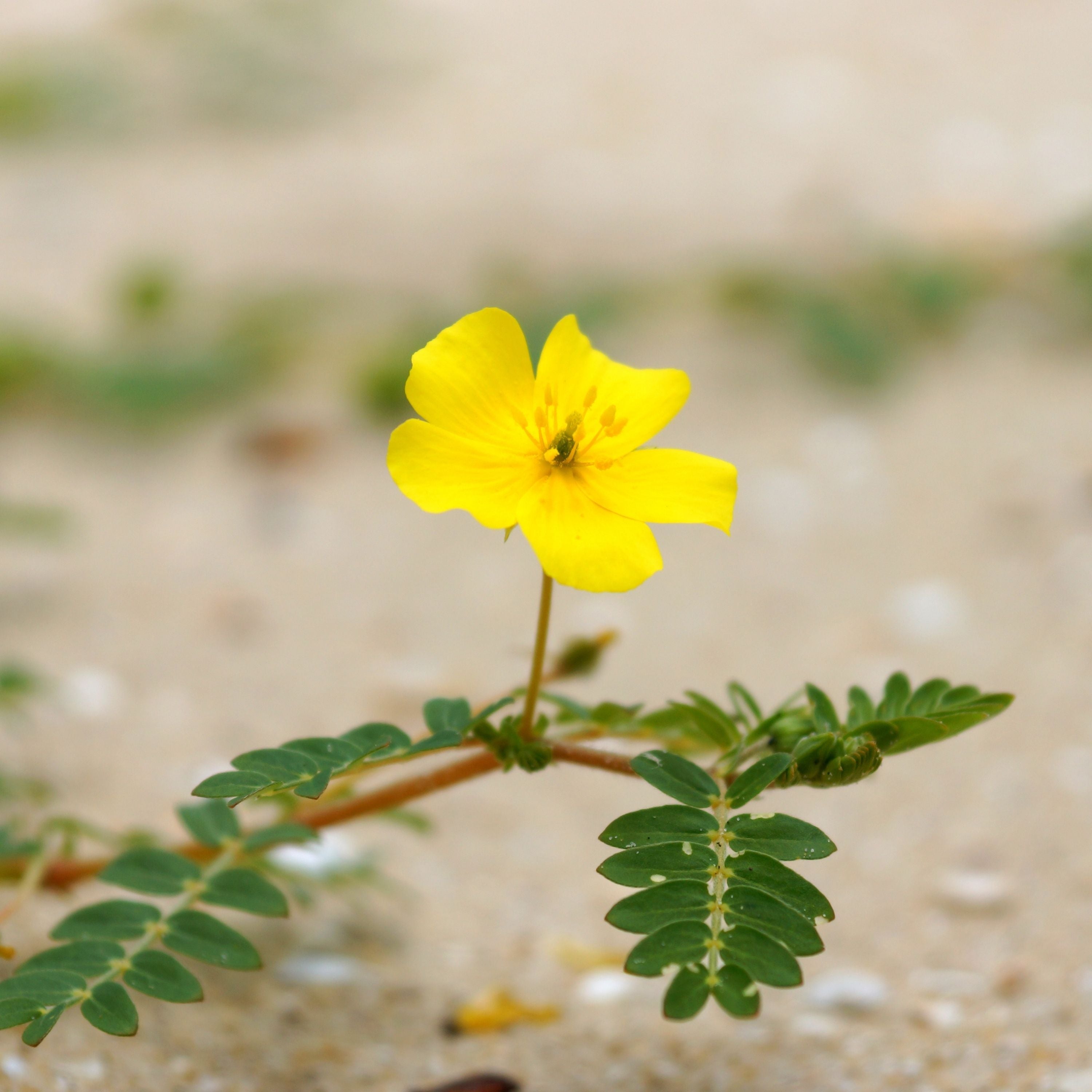 Demir Dikeni (Tribulus terrestris)