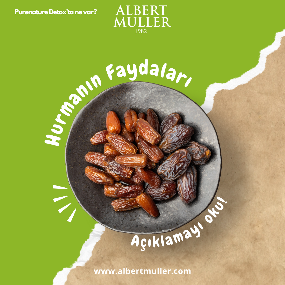 Hurma (Phoenix dactylifera L.) Hakkında Bilmeniz Gerekenler